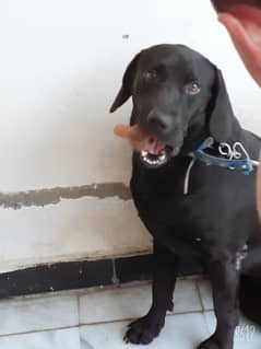 Jet black labrador