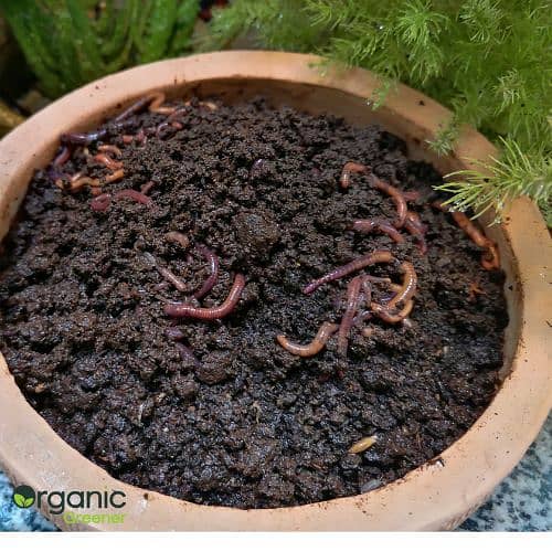 VermiCompost, Organic Vermicompost, Kitchen Compost fertilizer 5