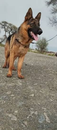 German shepard single coat