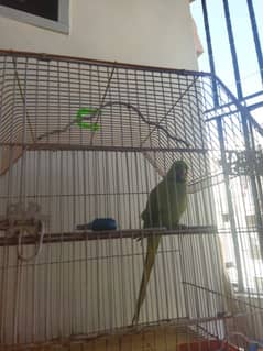 ring neck green talking parrot