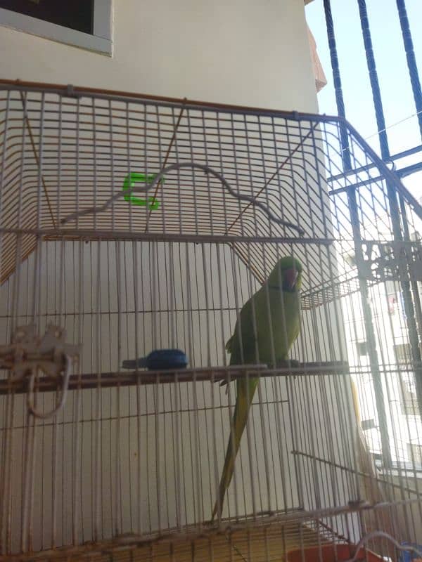 ring neck green talking parrot 0