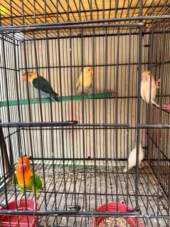 All Love birds For Sell 0