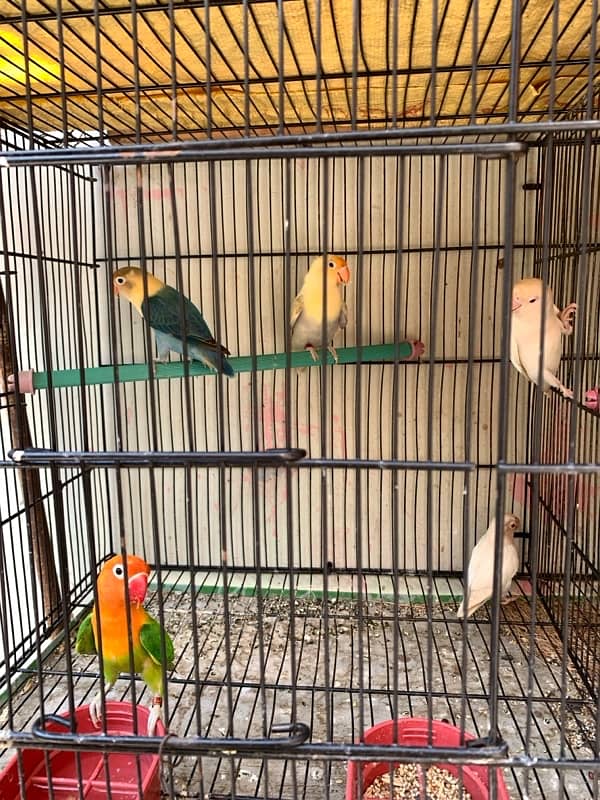 All Love birds For Sell 1