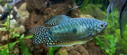 blue gourami & snow White gourami