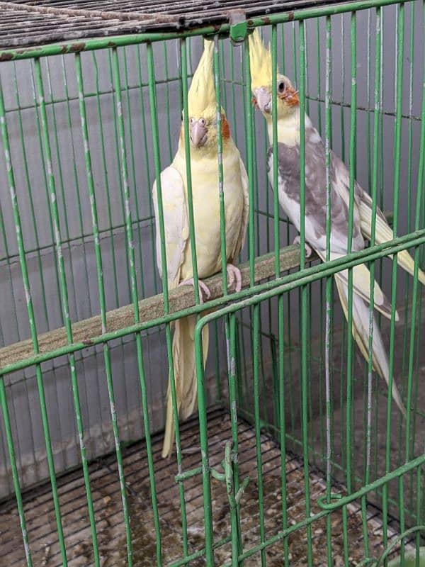 Red Eye Cream Cockatiel and Grey 1