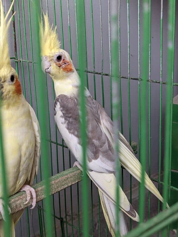 Red Eye Cream Cockatiel and Grey 2