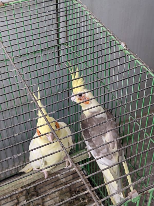 Red Eye Cream Cockatiel and Grey 5