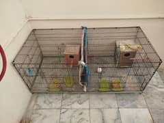 cocktail parrot for sale pair common white pair bredar pair