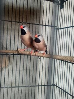 SHAFTAIL pair blue gouldian PIED PAIR