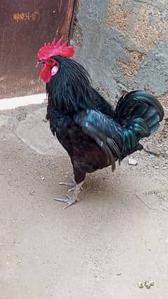 pure Australorp male breader A1, 03112400656