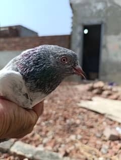 high fliyer pigeon/Kabootar