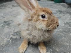 angora rabbit for sale