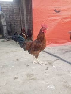 Lohmann Male Desi Murgay Male Breeder 03316692981