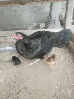 Aseel hen with chicks