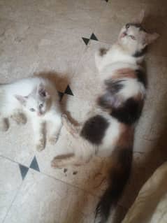 CATS N KTTENS FOR SALE