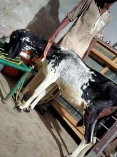 makhi cheeni bakri available for sale