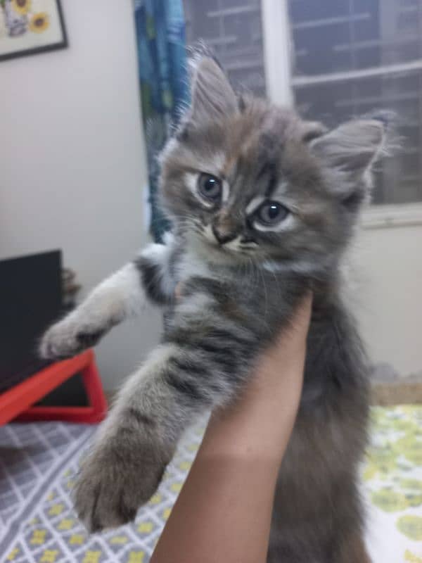 kitten available 1