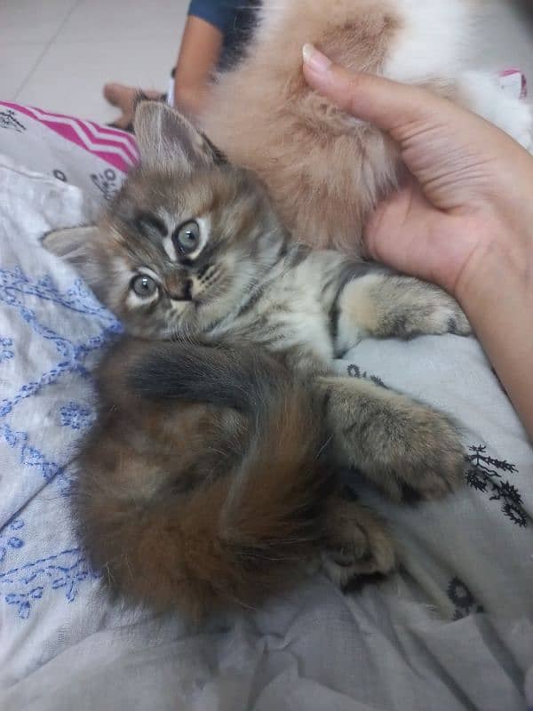 kitten available 4