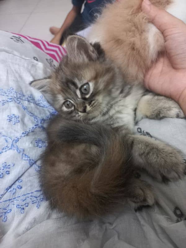 kitten available 5