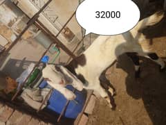 bakray for Qurbani 2025