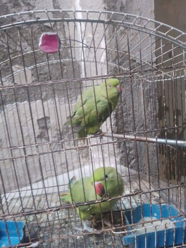 pair  parrots 0