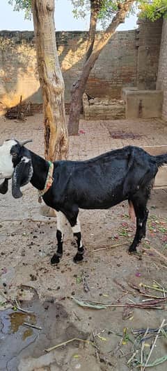 beautiful desi bakri with baby's