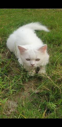 cute cat white colour 0