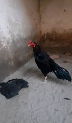 high Quakity mushka pair chicks for sale