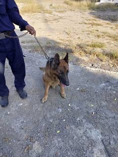 German shepherd and Labrador