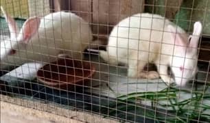 red eyes albino rabbit