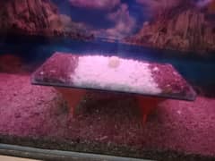 fish aquarium sell fish or baqi sab saman k sath sell hab