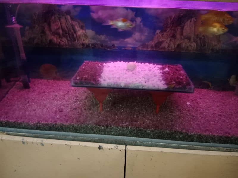 fish aquarium sell fish or baqi sab saman k sath sell hab 2