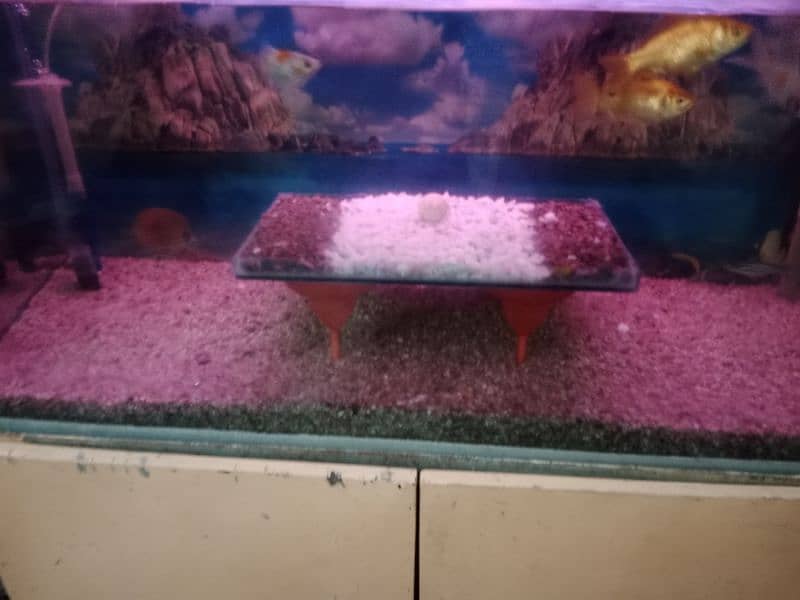 fish aquarium sell fish or baqi sab saman k sath sell hab 7