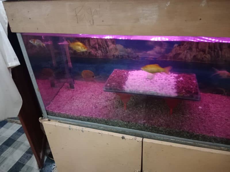 fish aquarium sell fish or baqi sab saman k sath sell hab 8