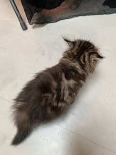 Tabi female and black himalayan kitten's pair