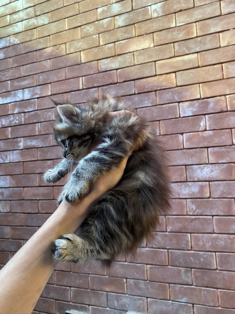 Tabi female and black himalayan kitten's pair 3