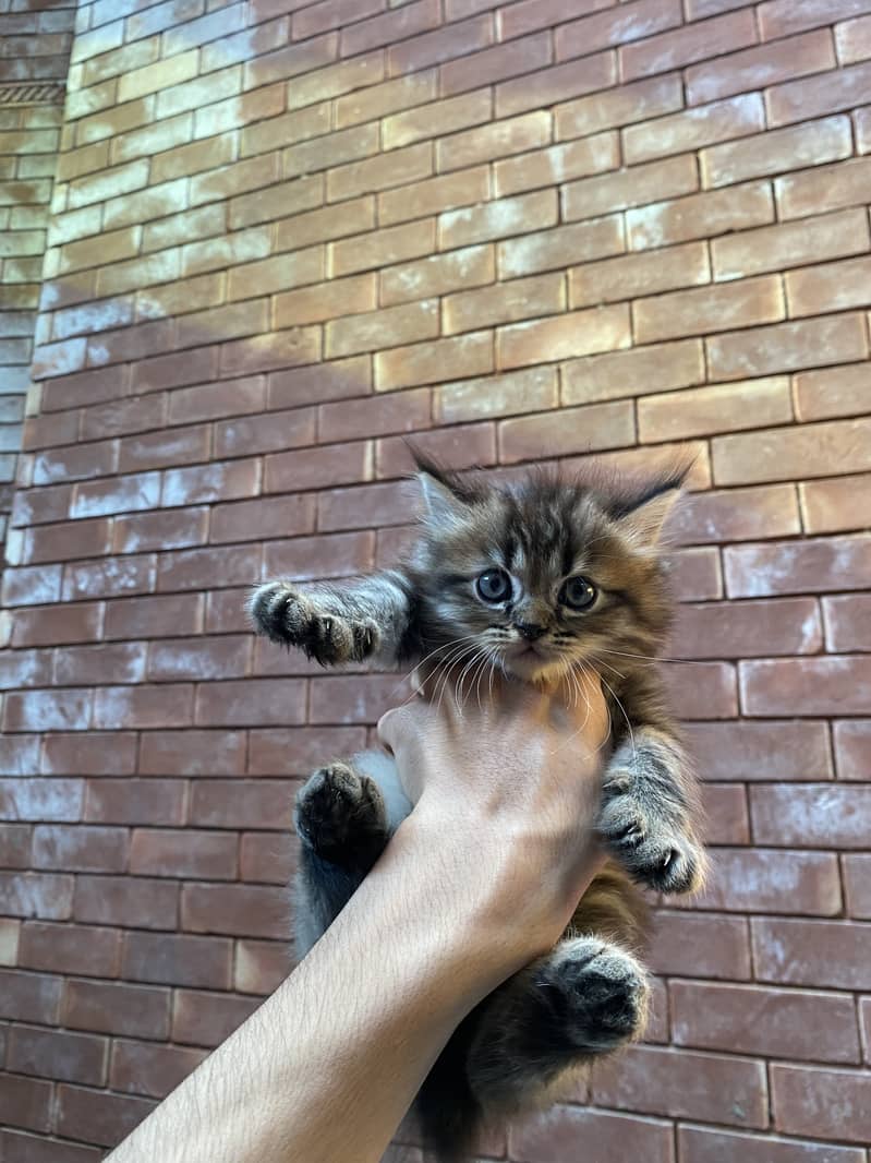 Tabi female and black himalayan kitten's pair 4