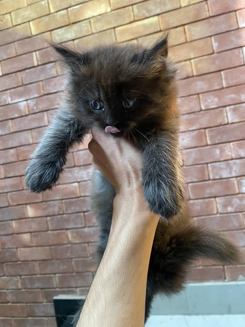 Tabi female and black himalayan kitten's pair 7