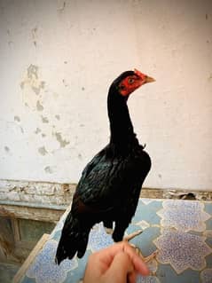 THAI CROSS ASEEL HEN 7 MONTHS