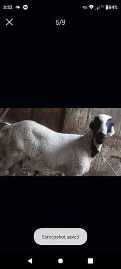 dumba sheep khara for sale cheep price