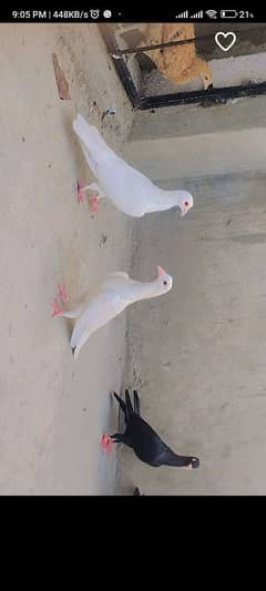 pigeons