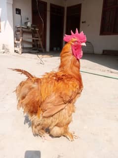 orange chicken | Male for sale