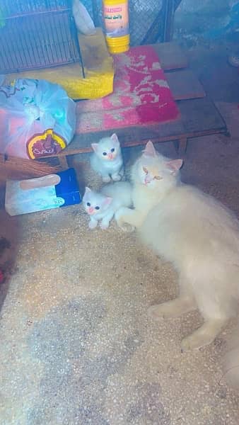 Two Kittens healthy and active 3