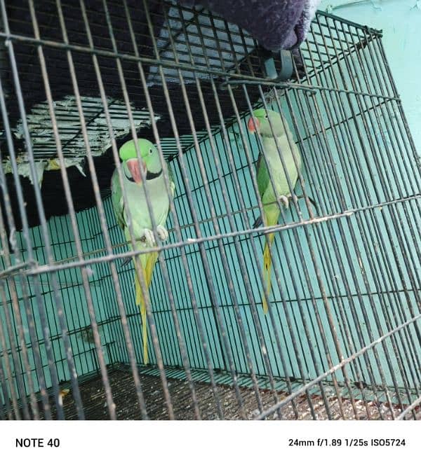 Kashmiri Raw Parrots 3