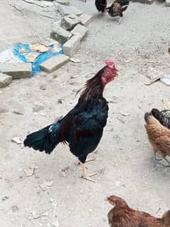 total 8 piece aseel Chick active and healthy 03240744162 contact num