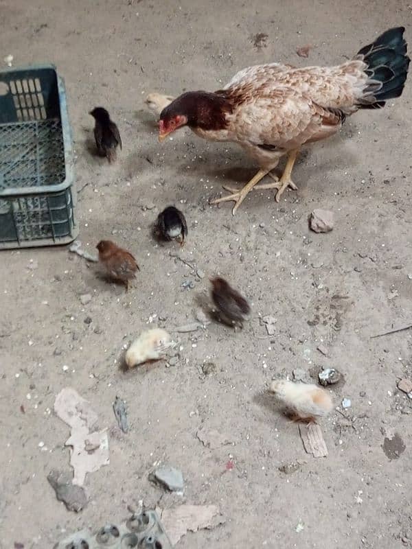 total 8 piece aseel Chick active and healthy 03240744162 contact num 2