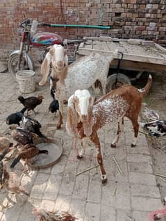 Pure Makhi cheni 2 Goats 2 path