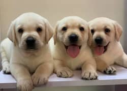 Labrador puppies 03429703700 0