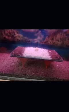 Fish Aquarium for Sale