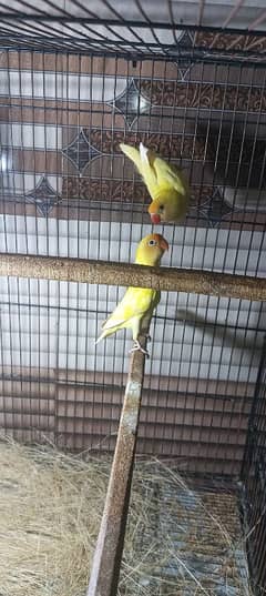 Lovebirds Decenio pair